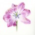 Ilustracja botaniczna w wilanowskich ogrodach | warsztaty dla dorosłych | 18–19 maja